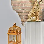 Pats Garden With Mini Cinema, Projector ألكمار