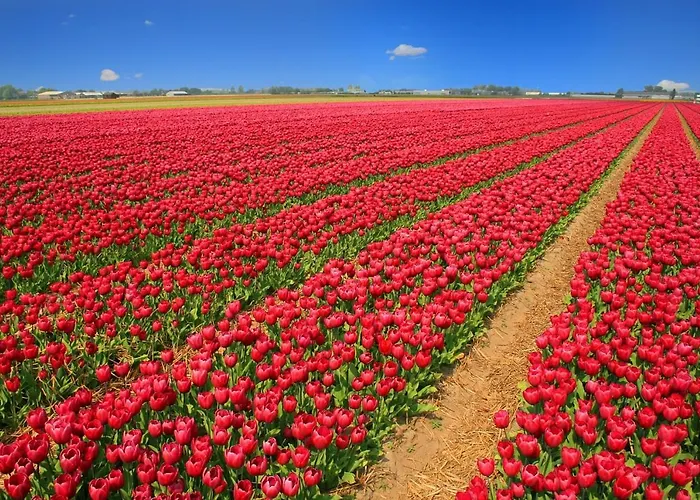 Pats Garden With Mini Cinema, Projector Alkmaar